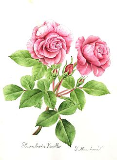 Franbois Vanille